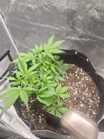 I'll get it right — vegetative, day 44