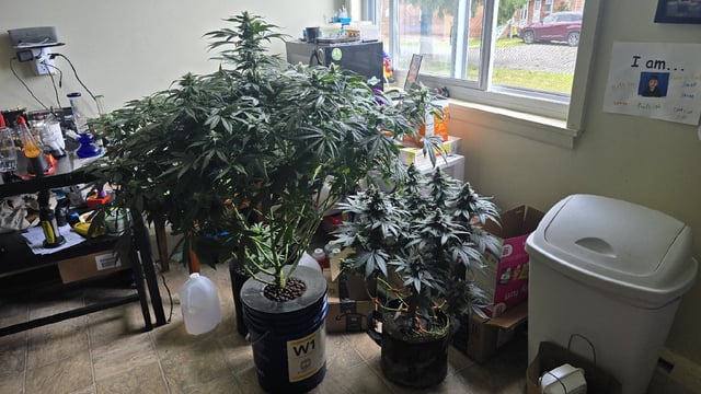Purple Nasty By Ethos Seeds — flower, day 99