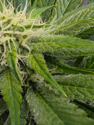 Golden Goat — flower, day 11