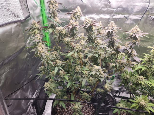 Fat Matt's 1st grow — flower, day 33