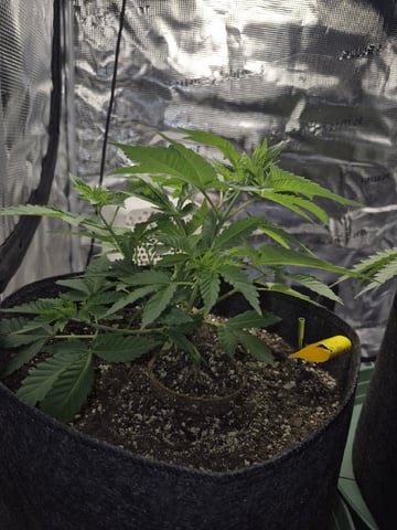 Grow 1 2026 Dream Widow — vegetative, day 39