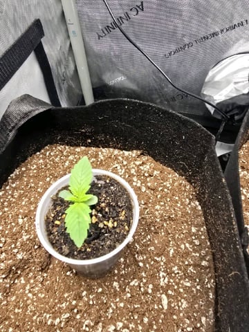 Coco Grow — germination, day 5