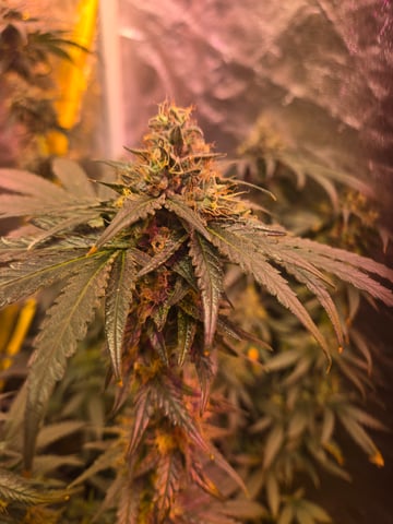 fruitstripe-x-breathworks VS Tropical cherry vs kush cake. vs og haze — flower, day 113