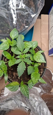 blueberry funk — seedling_rooting, day 8