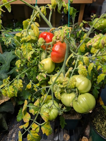 See what grows — vegetative, day 383