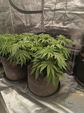 Master Kush — vegetative, day 44
