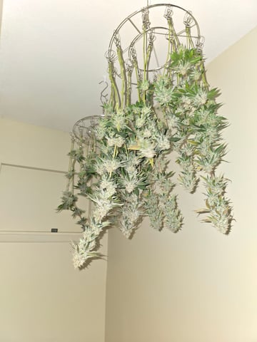 Northern lights #10 (Alaska) — harvest, day 83