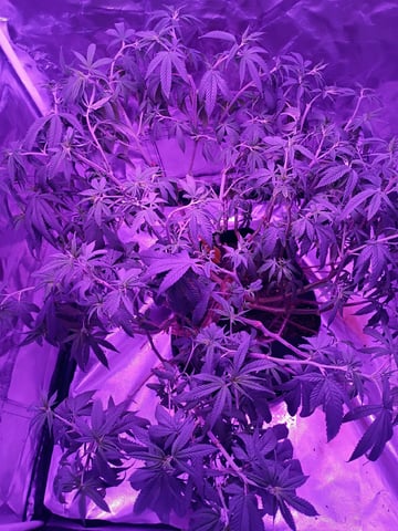 Purple Plum Perfect 💜 & 2 Grape Runtz 🍇 Mainlining garden.  — vegetative, day 151