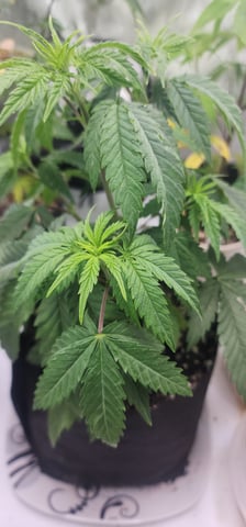 Tester Strain #1  — vegetative, day 29