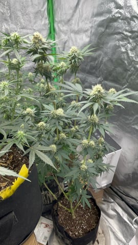 CB (Fem Photo) — flower, day 53