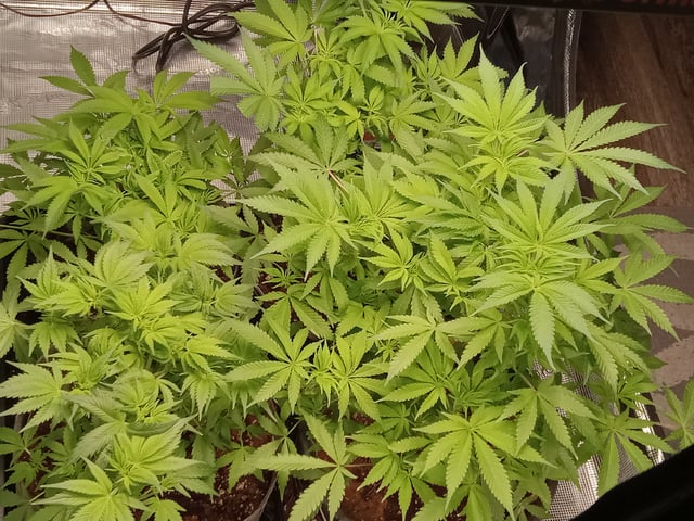 critical purple kush x peyote wifi  in the auto pot system tray 2 grow with added microhazian to the coco coir  — vegetative, day 53