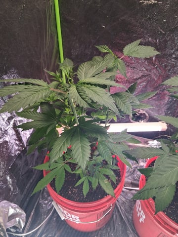 S&D  First Grow — vegetative, day 21