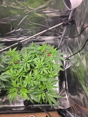 Dirty Bird - Thousand Island Fem & Platinum Kush Breath Remix x Grape Cakehead Fem Photo  — flower, day 55