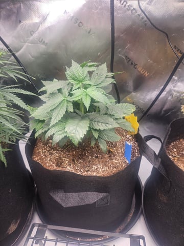 OG Kush — seedling_rooting, day 28
