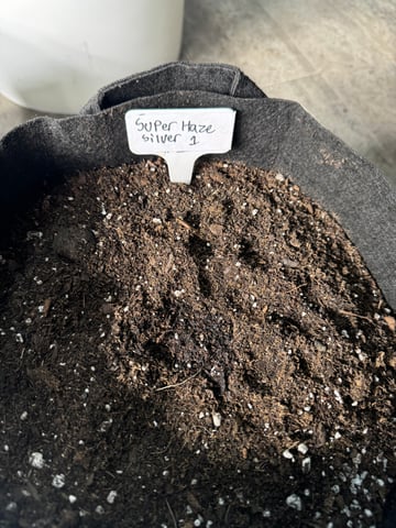 SSH and BD — germination, day 1