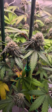 Looking for advice! — flower, day 85