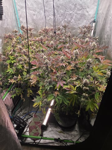 Relentless Genetics Trop Cherry S1 — flower, day 68