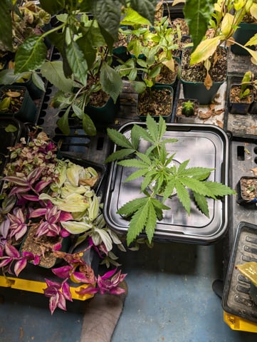 Black African Magic — vegetative, day 12