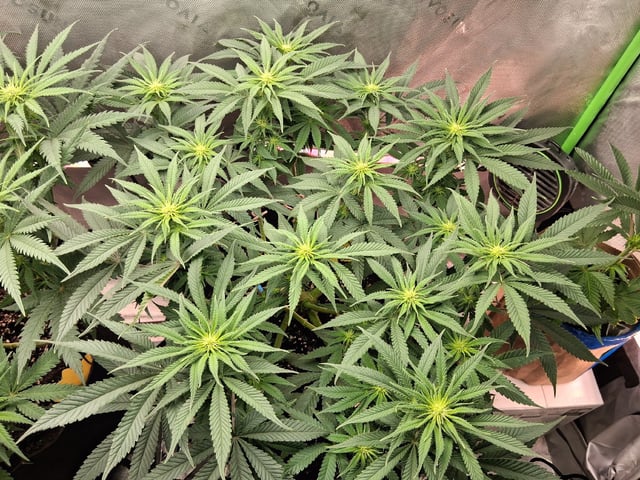 fruity pebbles, cap junky — flower, day 72