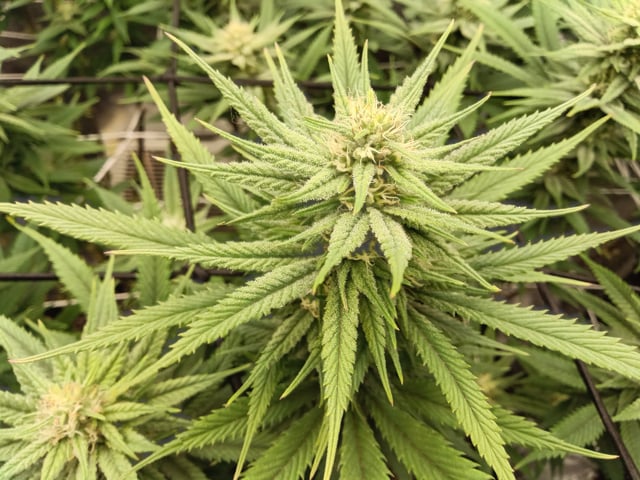 Starfighter/Ohio Guptilla Hybrid — flower, day 11