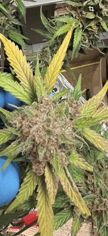 HomeGrown
