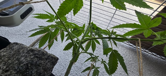 Mystery Weed Plant — vegetative, day 64