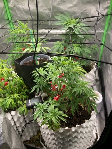 1 — vegetative, day 8