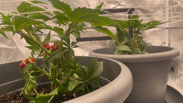 LSD feminized — vegetative, day 44