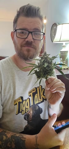 tzar cheese — harvest, day 41