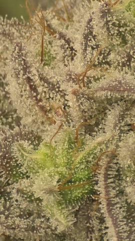 Strawberry Sugar  — flower, day 109