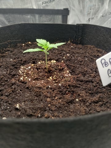 First grow — vegetative, day 12
