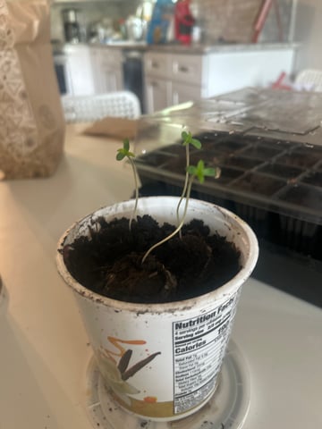 Tincture Trial — grow_setup, day 2