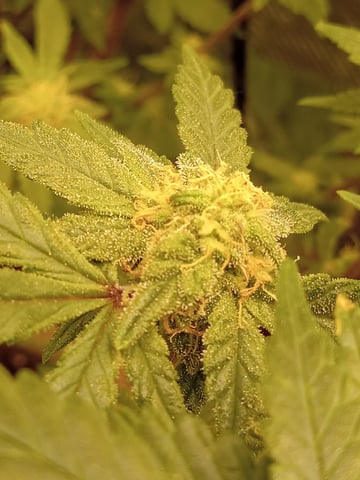 Blueberry critical kush x purple peyote wifi  and one L.a kush cake . — vegetative, day 23