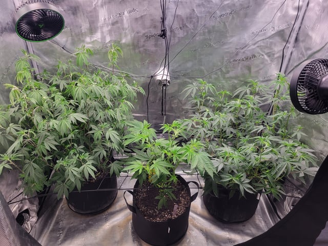 Grow — vegetative, day 42