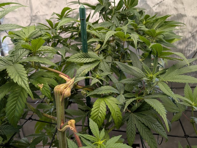 White Widow? — flower, day 26