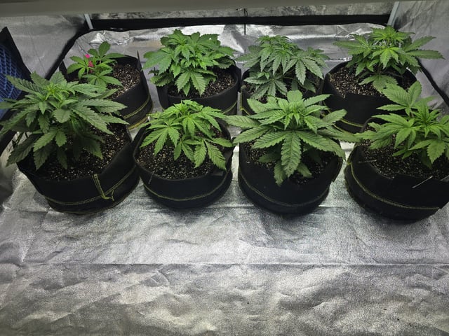 Autos AGAIN