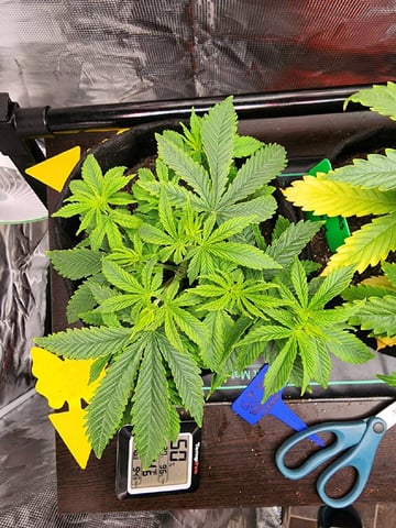 HE1E we GROW  — vegetative, day 50