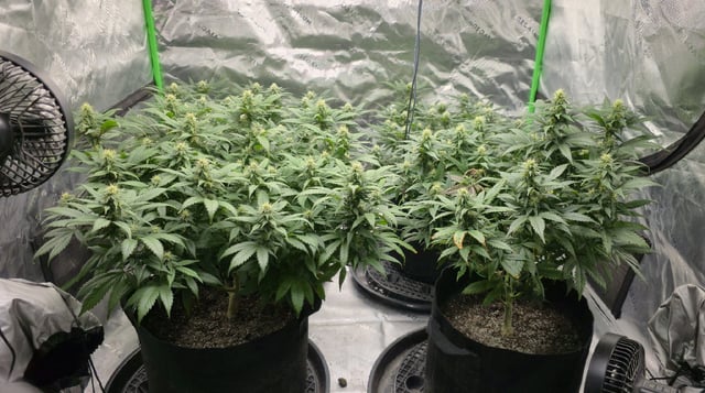 SBJ Clones — flower, day 89