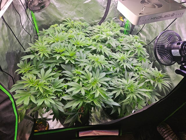 1st Grow — flower, day 20