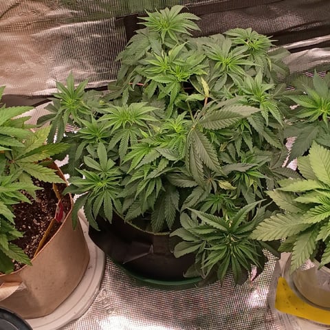 TentPlantLightFan — vegetative, day 54