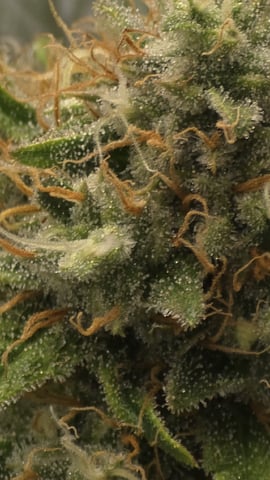 lilac diesel Rbx2 — flower, day 109