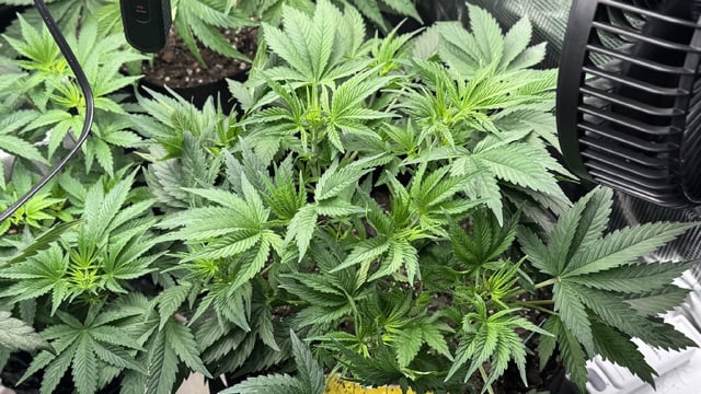 Auto Flower — flower, day 28