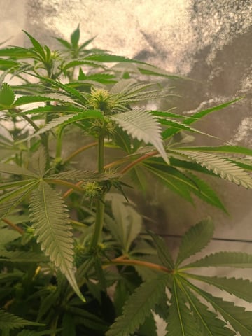 lil Slurry, first grow — flower, day 54