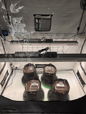 2nd Grow 3x5 tent — germination, day 1