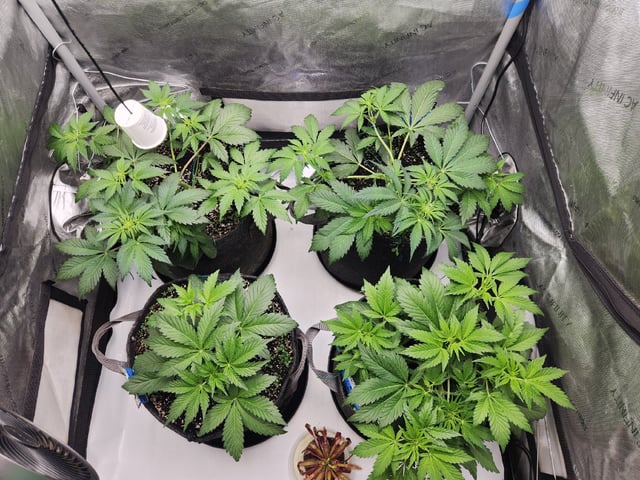 Mephisto's Flava Flav (Grape Crush x Guava Fig) — flower, day 37