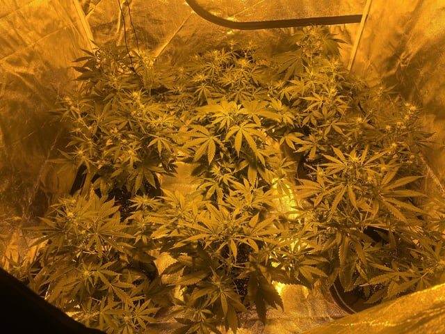 3rd Auto Grow — flower, day 58