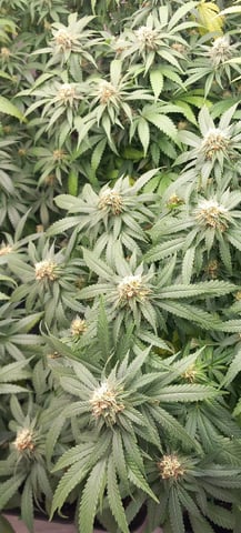 10x Critical Feminisiert from Ganjafarmerseeds  — flower, day 100