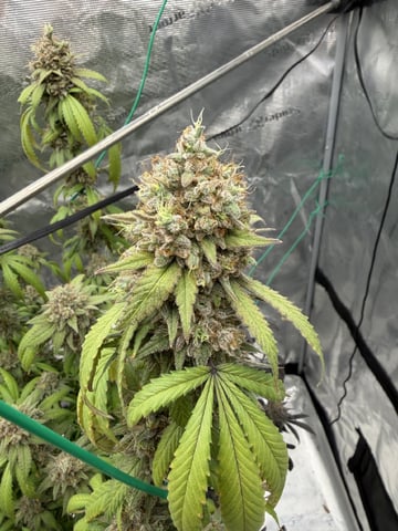  Apple fritter  Clones round two — flower, day 241