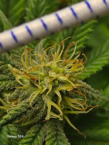 First Time — flower, day 63