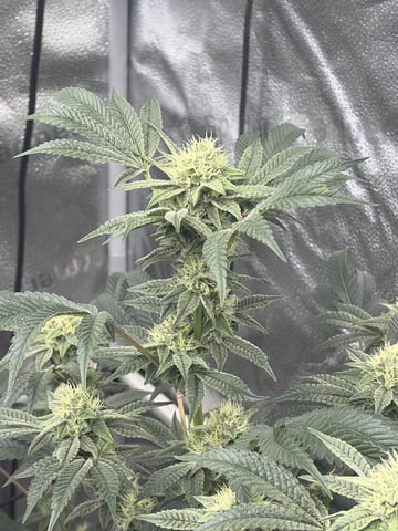 Humboldt, Hella Jelly. Jelly Donut 